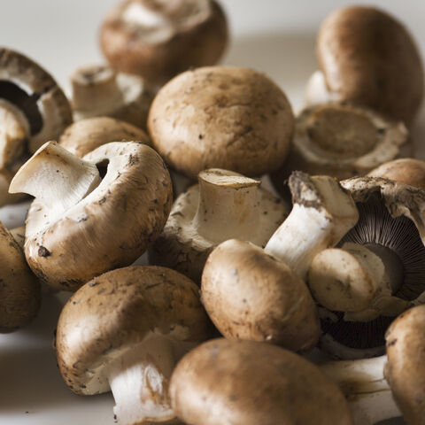 File:Mushrooms.jpg