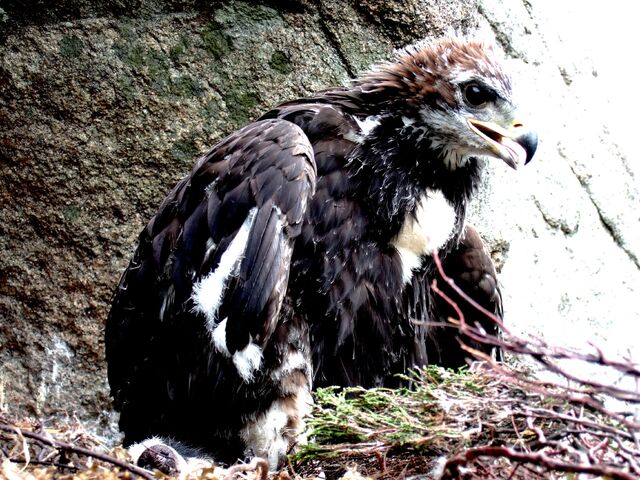 File:Eagle-fledgling.jpg