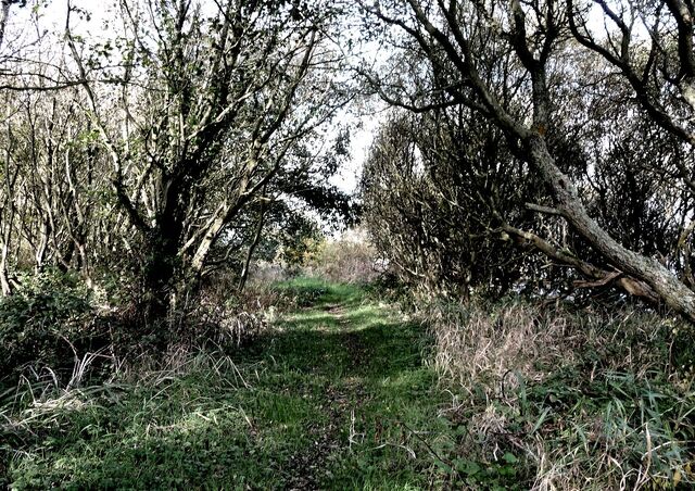 File:Welsh-Woods.jpg