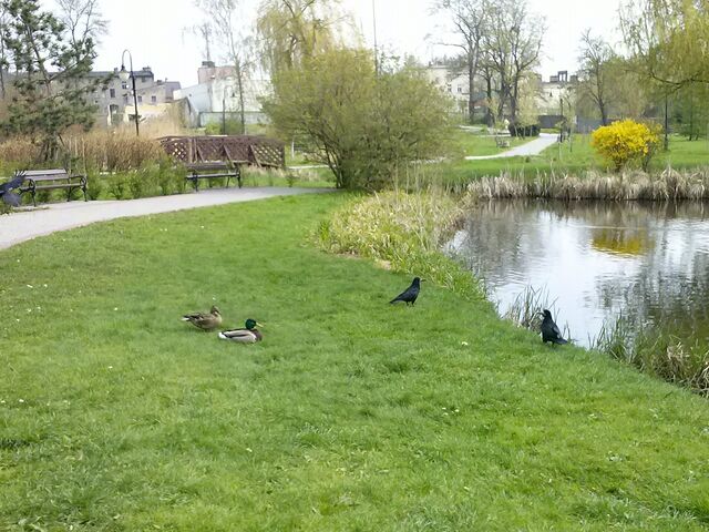 Plik:Park, Mogilno.jpg