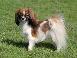 Papillon phalene 2.jpg