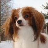 Papillon phalene.jpg
