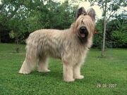 Briard.jpg