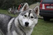 Husky00.jpg