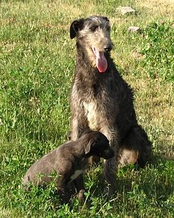 Deerhound 9.jpg