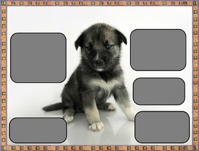 Puppy dog.prezentacja