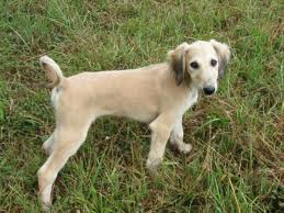Saluki 5.jpg