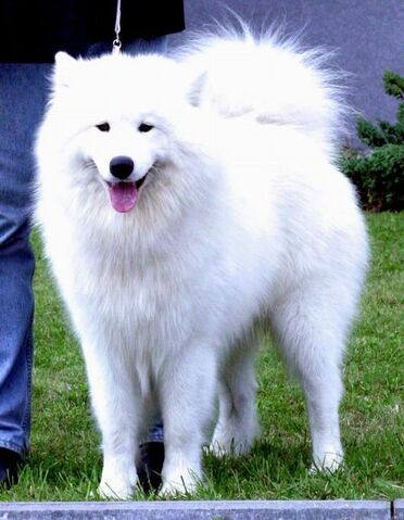 Plik:1113589864samoyed 20.jpg