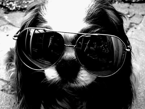Plik:Okulary.jpg
