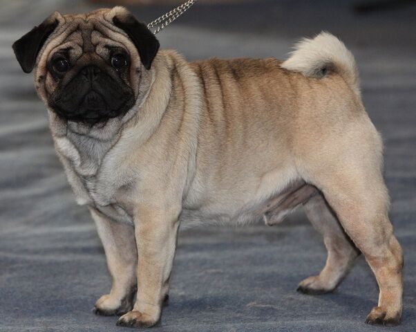 Plik:Mops infobox.jpg
