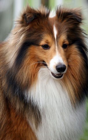 Plik:Sheltie3.jpg
