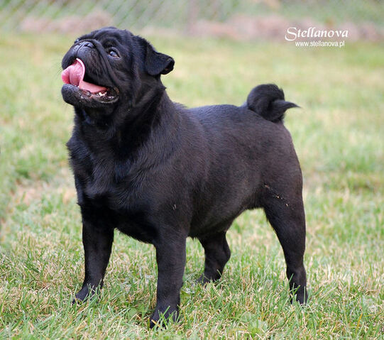 Plik:Mops 2.jpg
