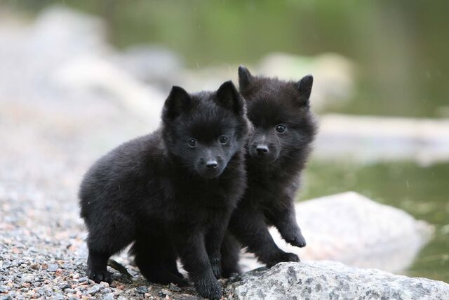 Plik:Schipperke 5.jpg