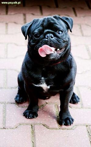 Plik:Mops 9.jpg