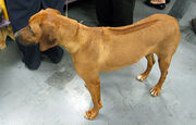 Rhodesian-Ridgeback1.jpg