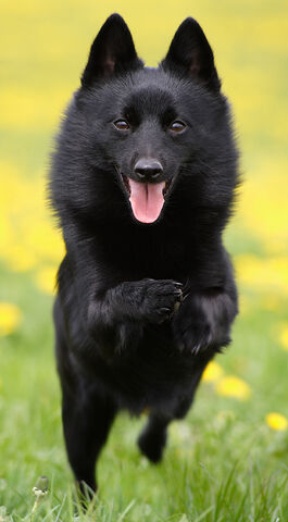 Plik:Schipperke 3.jpg