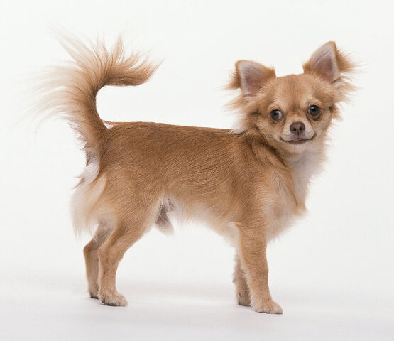 Plik:Chihuahua2.jpg