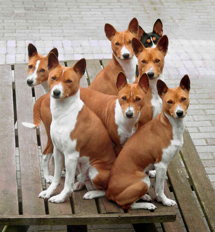 Plik:Basenji 2.jpg