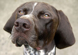 Pointer - bailey.jpg