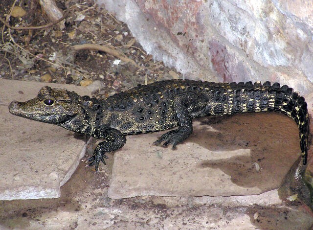 File:Bristol.zoo.westafrican.dwarf.croc.arp.jpg