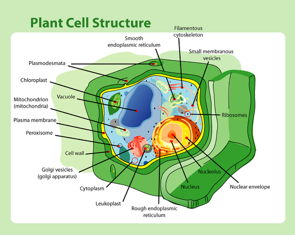 File:Plant cell structure.png