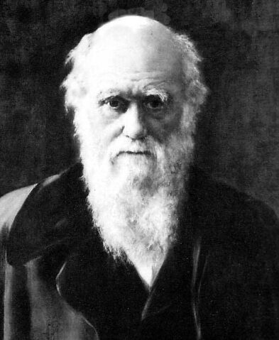 File:Charles Darwin 1881.jpg