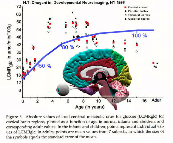 File:Brain-metabolism.jpg