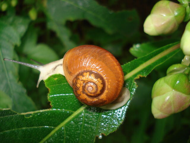 File:Samsoncj snail 07.jpg