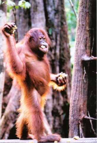 File:Orangutan.jpg
