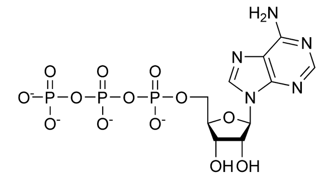 File:ATP chemical structure.png