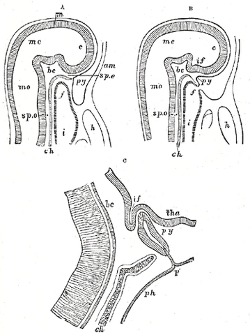 File:Gray1182.png