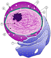 Thumbnail for version as of 19:38, April 2, 2006