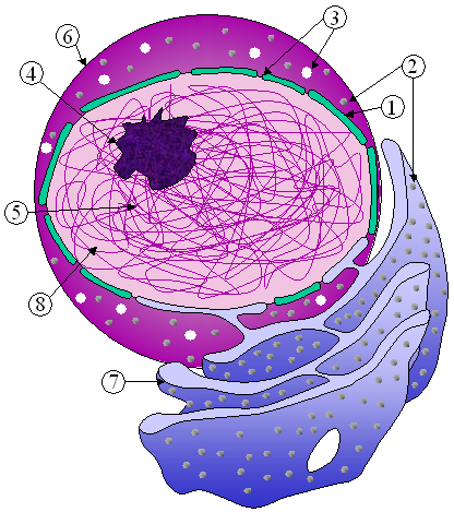 File:Nucleus ER.png