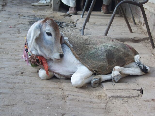 File:Surabhi Cow.jpg