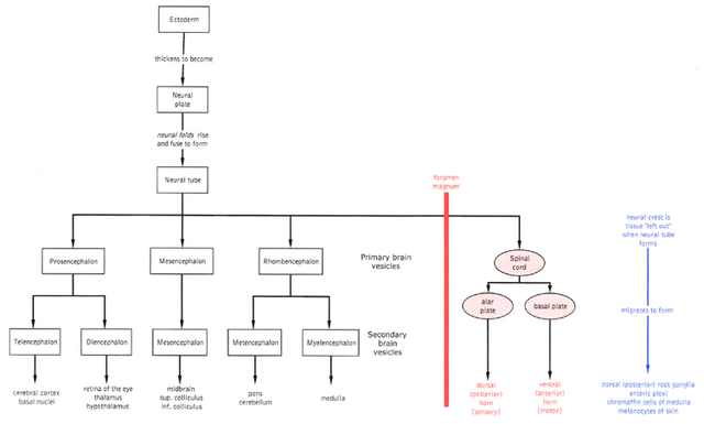 File:Development of nervous system.png