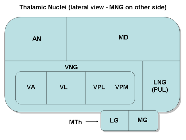 File:ThalamicNuclei.png