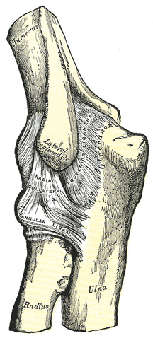 File:Gray330.png