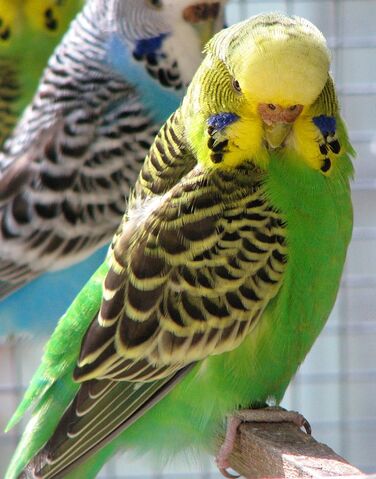 File:Melopsittacus undulatus.jpg