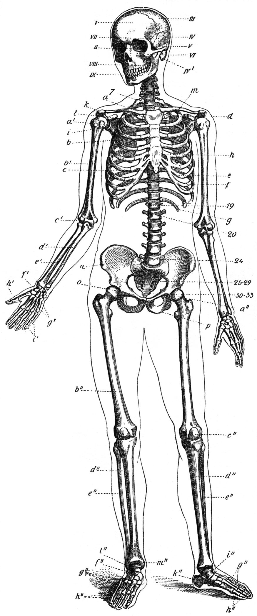 Skeletal System Psychology Wiki Fandom Powered By Wikia