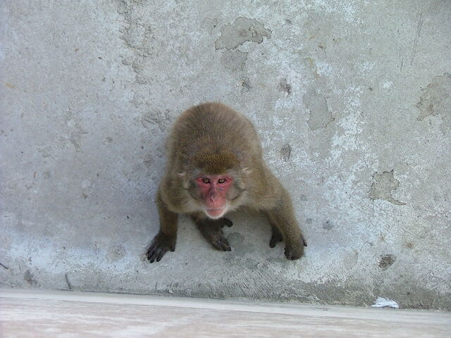 File:Macaque.jpg