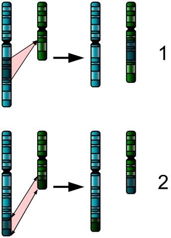 File:Two Chromosome Mutations.png