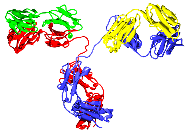 File:Antibody IgG.png