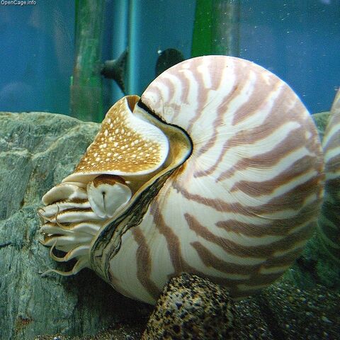 File:Nautilus.jpg