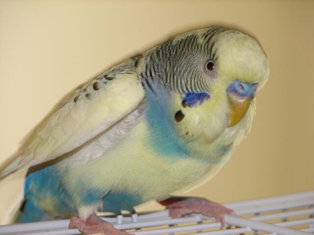 File:BlueandWhiteParakeet.jpg