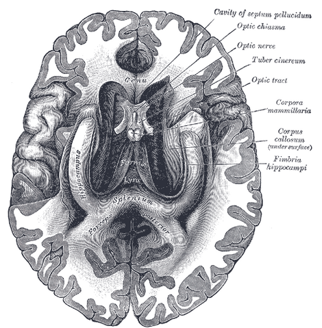File:Gray748.png