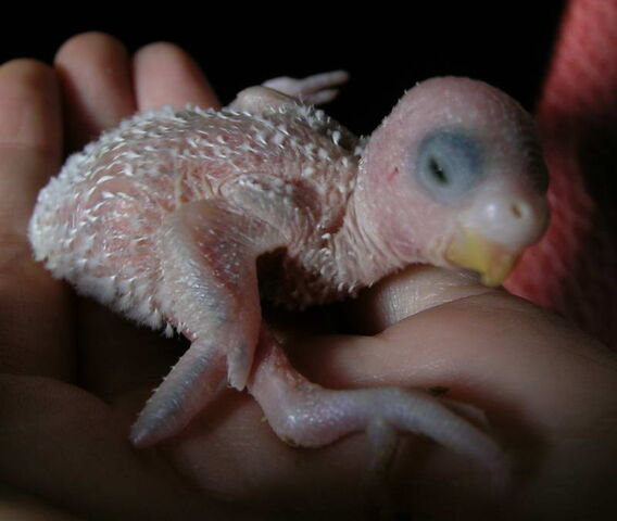 File:Budgerigar baby02.jpg