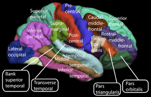 Lateral surface of cerebral cortex - gyri