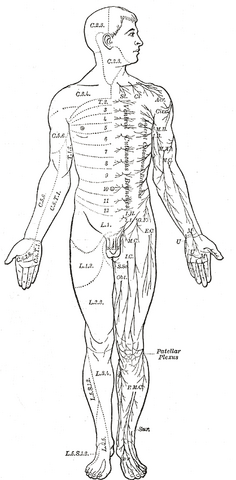 File:Gray797.png