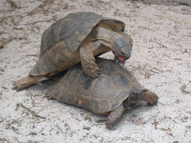 File:Testudo Marginata.jpg