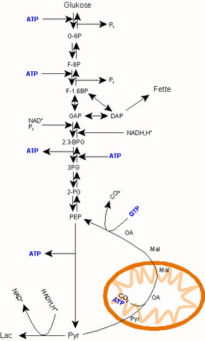 File:Gluconeogenese Diagramm.png